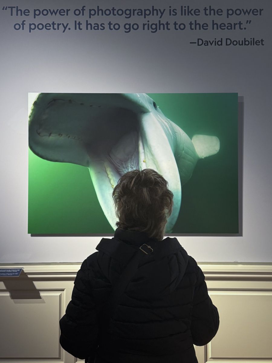 Una visitatrice osserva da vicino una delle stampe fine art che il nostro laboratorio fotografico con sede a Firenze Milano e Bologna ha realizzato in occasione della mostra fotografica di National Geographic "Oceani" ospitata da Villa Bardini a Firenze.